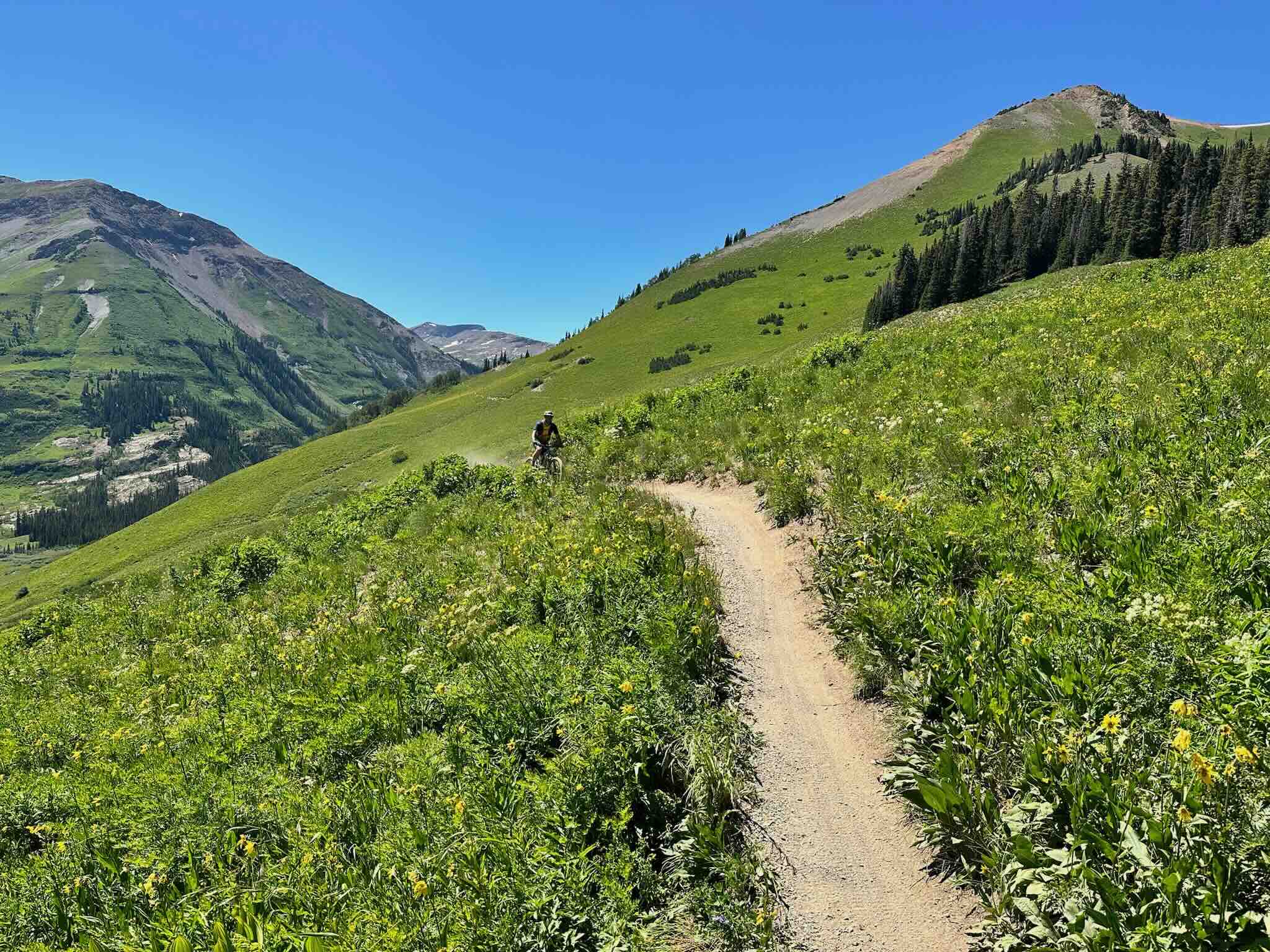 Peak summer wildflowers on Colorado singletrack—wilderness medicine CME outing