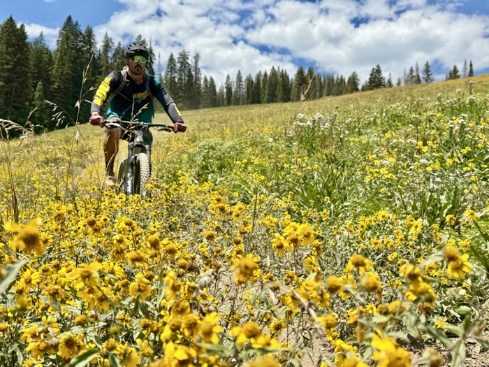 A rider coming through a hillside covered in yellow mule's ear blooms